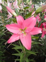 [1785 Triora No01.JPG]